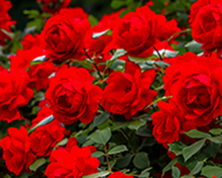 한국선진학교 교화 장미