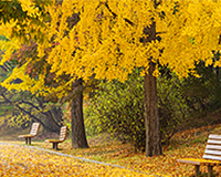 한국선진학교 교목 은행나무