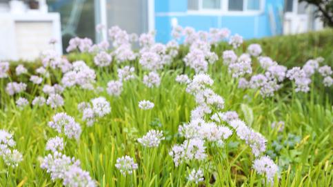 가을 아침에 숨겨진 보석(두메부추 꽃)